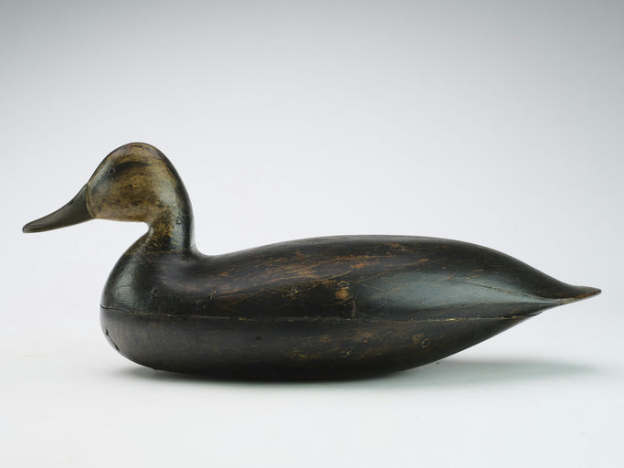 Harry V. Shourds – Black Duck – 2024