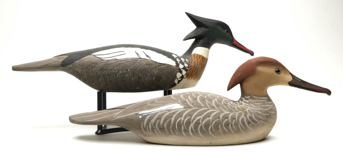 Grayson Chesser – Pair of Red-breasted Merganser – 2026
