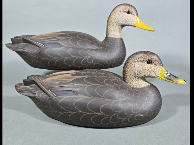 Mark Daisey — Black Duck