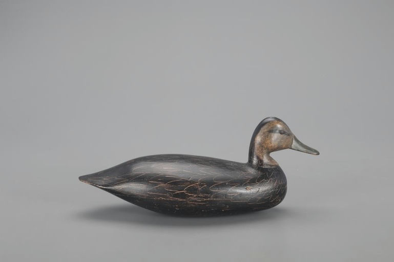 Harry Mitchell Shourds – Black Duck – 2021