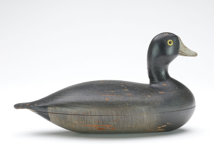 Robert Elliston – Coot – 2024