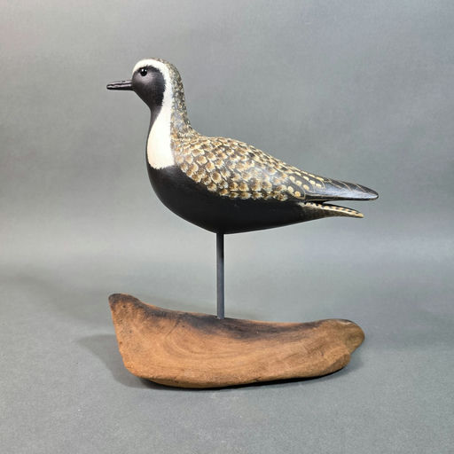 Cigar Daisey – Golden plover – 2026