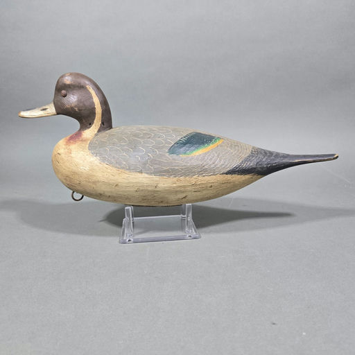 Mark Daisey – Pintail – 2026