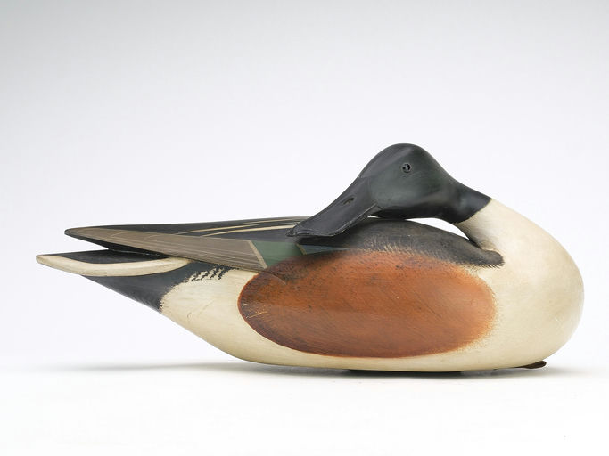 Bill Gibian – Preening Shoveler Drake – 2024