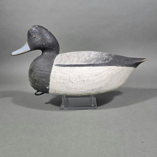 Mark Daisey – Scaup – 2026