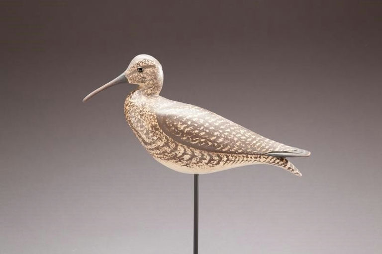 Steve Morey – Eskimo Curlew – 2013