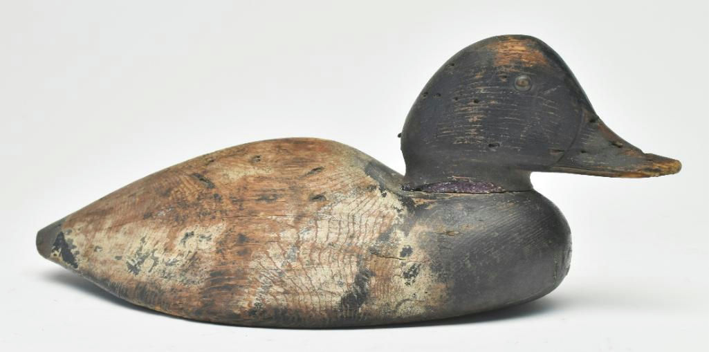 Harvey Stevens – Scaup – 2023