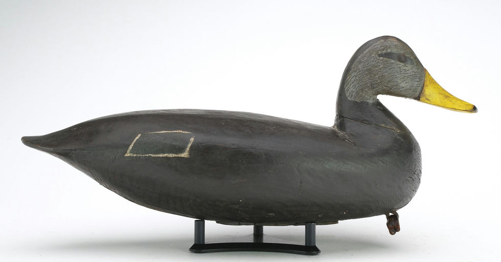 Charles Birch – Black duck – 2024