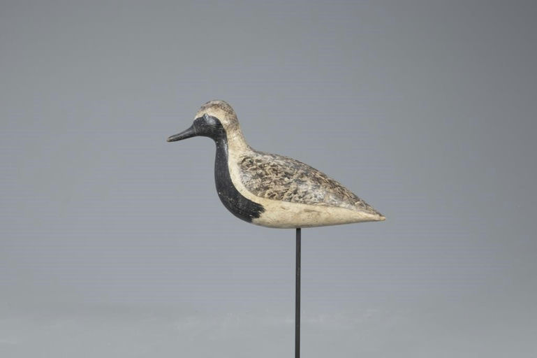 Harry V. Shourds – Black-Bellied Plover – 2020
