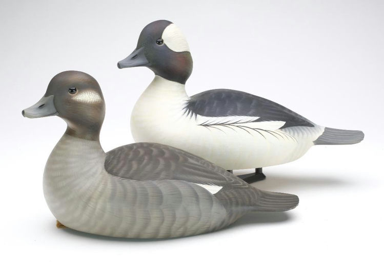 Josh Brewer – Bufflehead – 2023