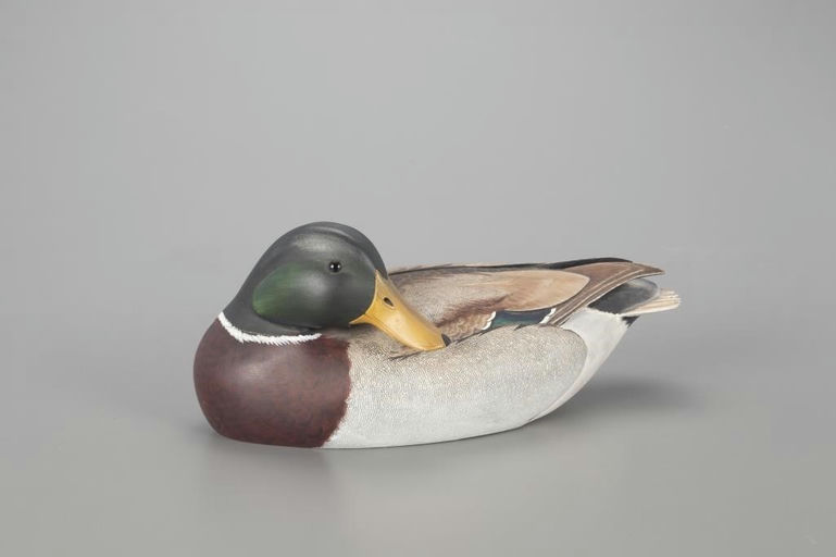 Ken Harris – Preening Mallard – 2022