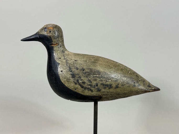 Joe King – Black Bellied Plover – 2026