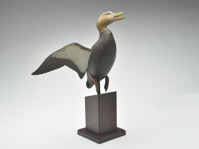 Corb Reed — Black Duck