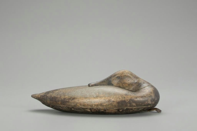 Albert Laing – Sleeping Canvasback Hen – 2018