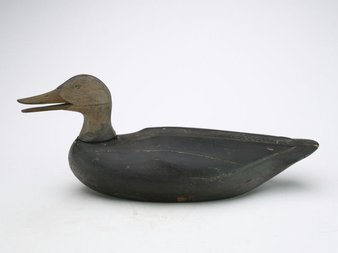 Gus Wilson – Black Duck – 2024