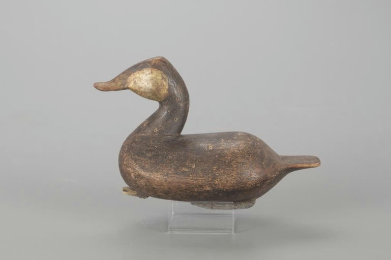 Cameron McIntyre – High-Head Ruddy Duck – 2022