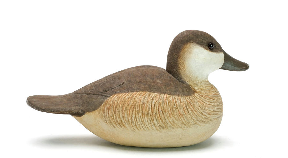 Cigar Daisey – Ruddy Duck – 2025
