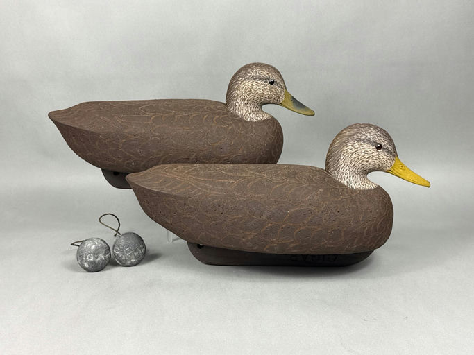 Cigar Daisey – Black Duck – 2026