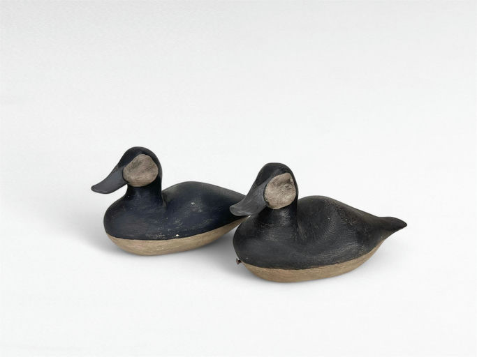 Roy Bull — Ruddy Duck Pair