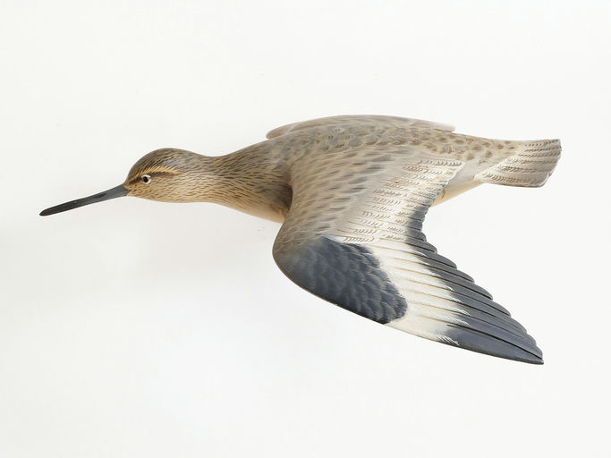 George Strunk – Willet – 2025