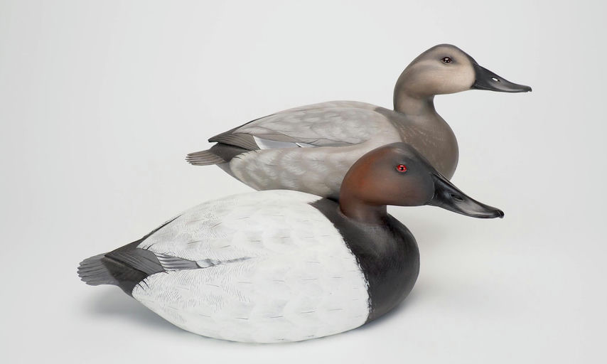 Jim Schmiedlin – Canvasback Pair – 2025