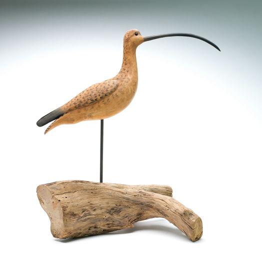 Cigar Daisey – Curlew – 2025