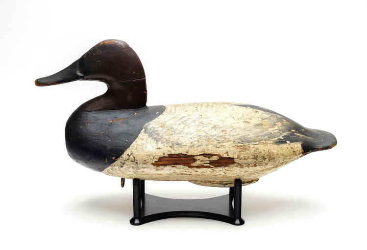 William Heverin – Canvasback – 2026