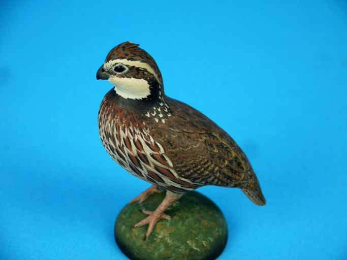 Eddie Wozny – Miniature Northern Bobwhite Quail – 2026
