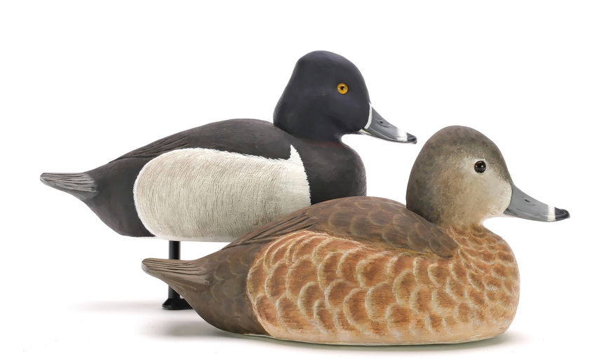 Cigar Daisey – Ringneck – 2024