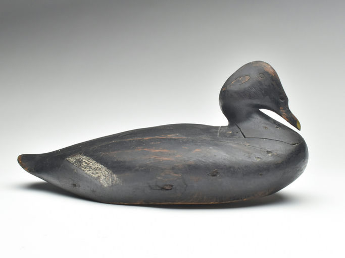 Gus Wilson – Scoter – 2023