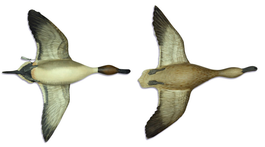 Mike Borrett – Pintail – 2025