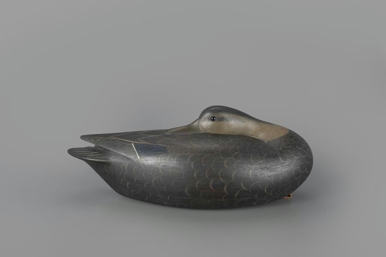 Ian McNair – Sleeping Black Duck – 2024