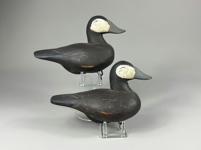 Roy Bull – Ruddy duck – 2026