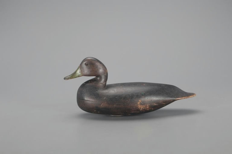 Charles Birch – Black Duck – 2021