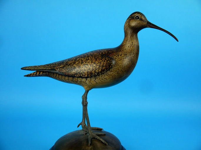 Bill Gibian – Eskimo Curlew – 2026