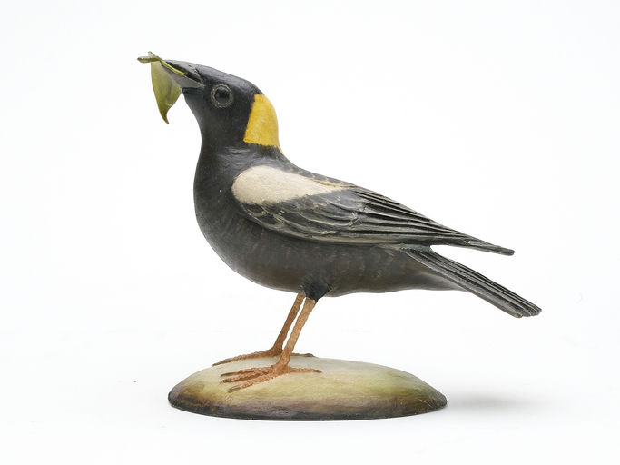 Frank Finney – Bobolink with alert head that is tilted – 2024