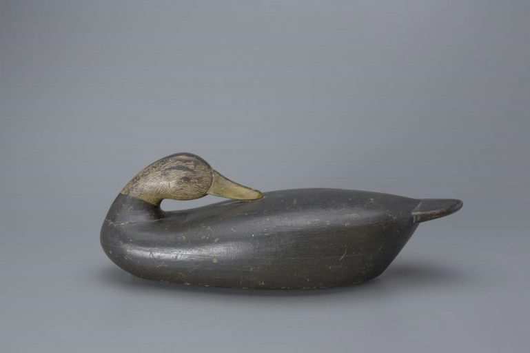 Willard C. Baldwin – Preening Black Duck – 2017