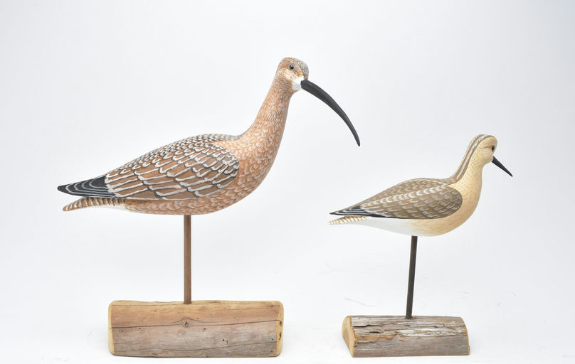 Harry V. Shourds – Dowitcher – 2025
