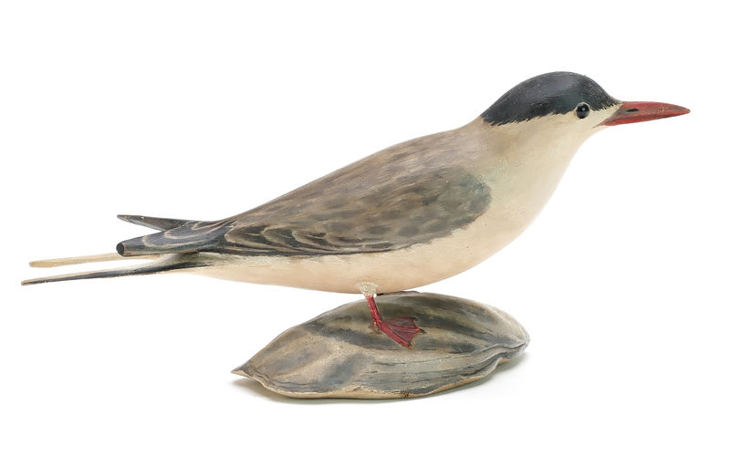 Elmer Crowell – Tern – 2025