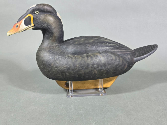 Robert Gohl – Surf Scoter – 2026