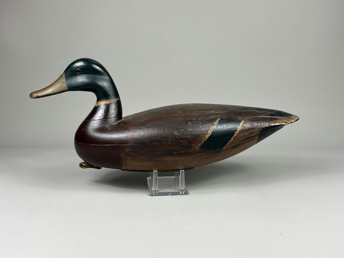 Taylor Johnson – Mallard – 2026