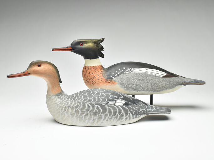 Cigar Daisey – Red-breasted Merganser – 2023
