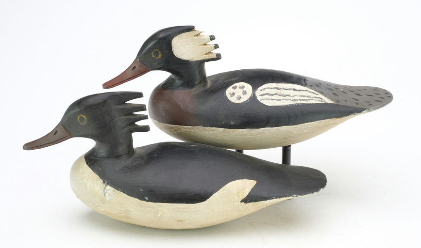 Cigar Daisey – Merganser – 2024