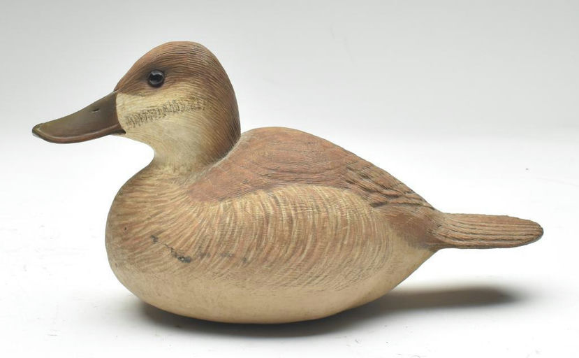Cigar Daisey – Ruddy Duck – 2023