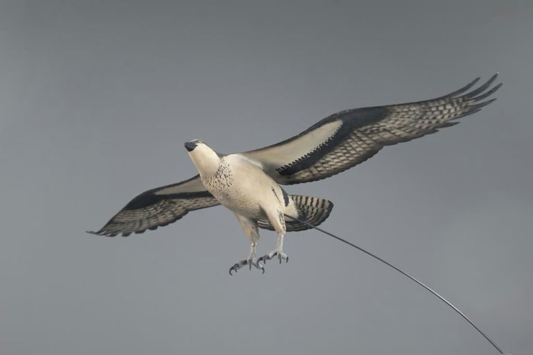 David W. Martinez – Osprey – 2025