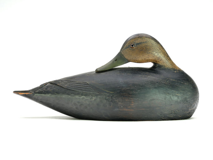 Elmer Crowell – Preening Black Duck – 2025
