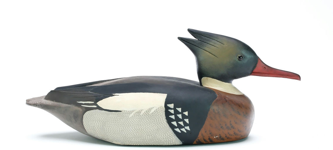 David W. Nichol – Red-breasted Merganser – 2025
