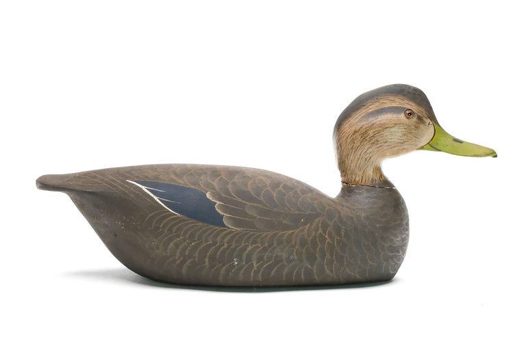Ward Brothers – Black duck – 2026