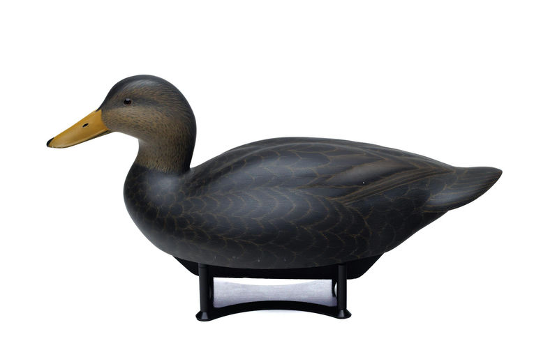 Mike Toole – Black Duck – 2026
