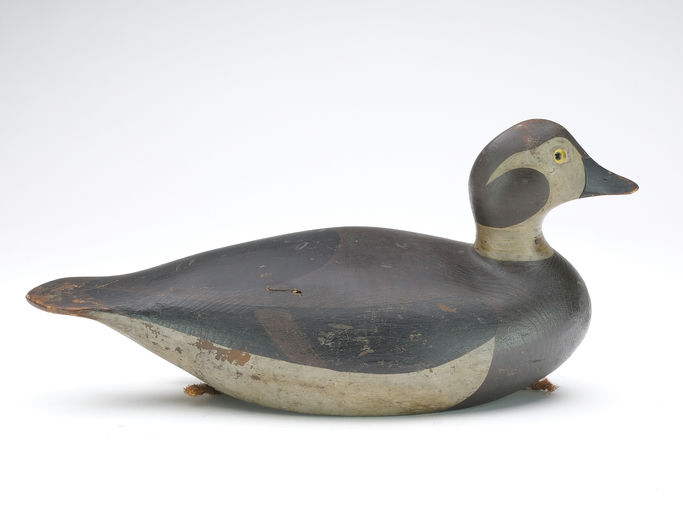 Joseph Lincoln – Long Tail Duck – 2024